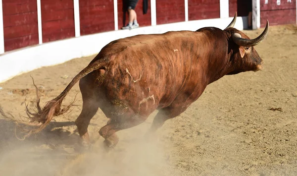 Boze Stier Spaanse Arena — Stockfoto