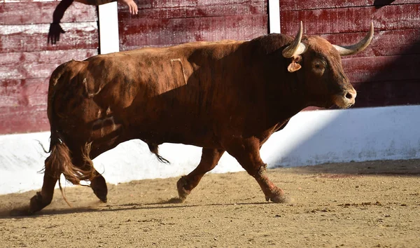 angry bull in spanish bullring