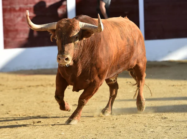 Rozzuřený Býk Španělské Býčí Zápasy — Stock fotografie