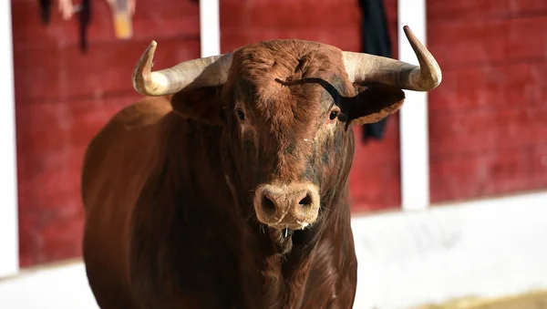 Spanyol Bullring Kızgın Boğa — Stok fotoğraf