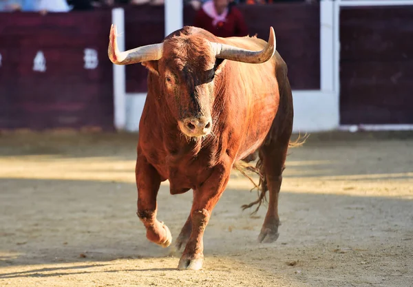 Rozzuřený Býk Španělské Býčí Zápasy — Stock fotografie