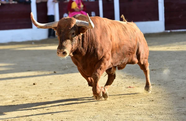 Brown Bull Running Bullring Spain — Stock Photo, Image