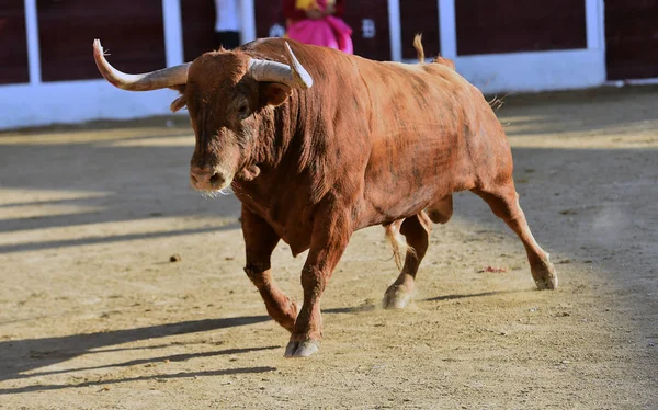 Brauner Stier Läuft Auf Stierkampfarena Spanien — Stockfoto