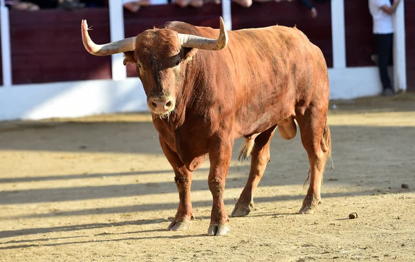 Brown Bull Körs Tjurfäktningsarenan Spanien — Stockfoto