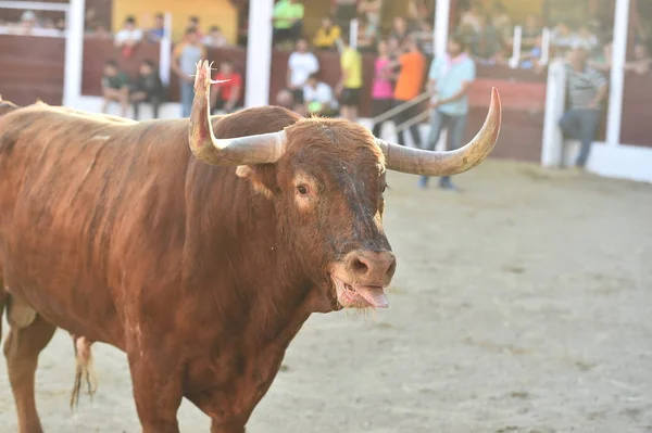 Brauner Stier Läuft Auf Stierkampfarena Spanien — Stockfoto