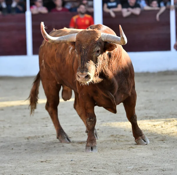 棕色公牛运行在斗牛西班牙 — 图库照片