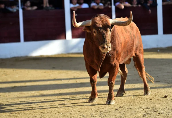 スペインの闘牛で走る茶色の雄牛 — ストック写真