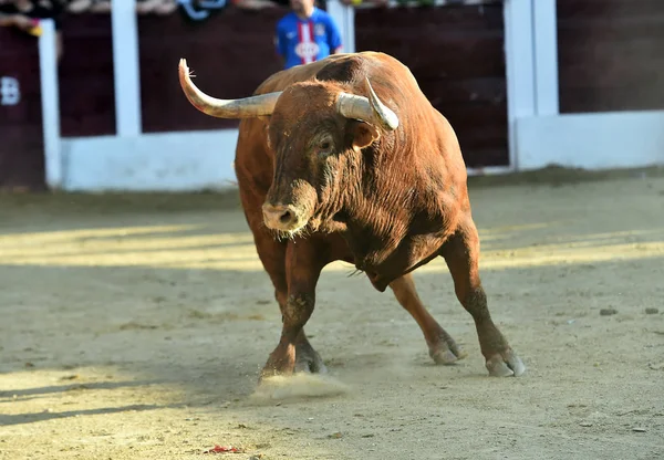 Touro Marrom Correndo Touro Espanha — Fotografia de Stock