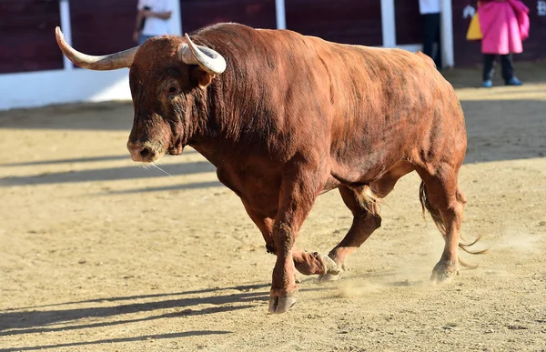 Brauner Stier Läuft Auf Stierkampfarena Spanien — Stockfoto