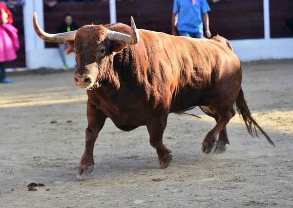 Brown Bull Draait Bull Ring Spanje — Stockfoto