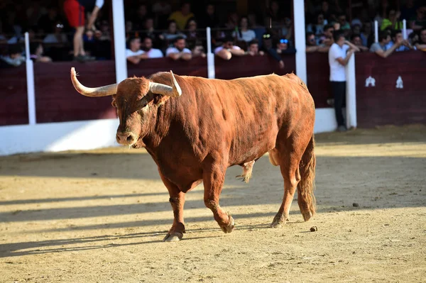 brown bull running on bullring on spain