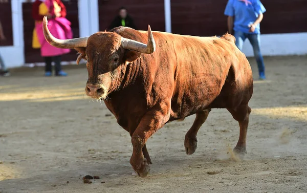 Taureau Brun Courant Sur Arène Sur Espagne — Photo