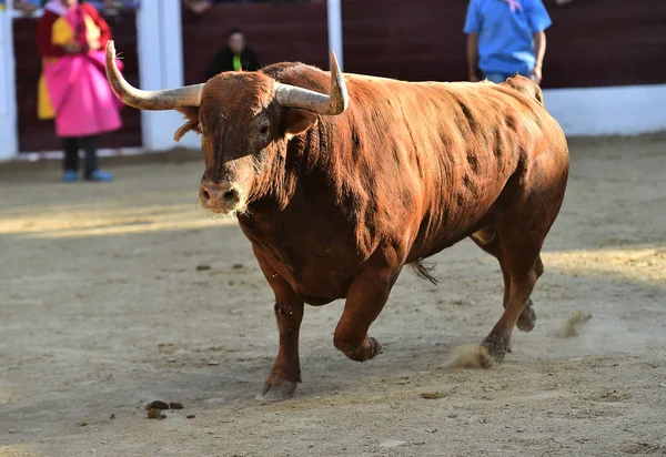 Brown Bull Körs Tjurfäktningsarenan Spanien — Stockfoto