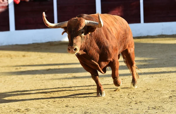 brown bull running on bullring on spain