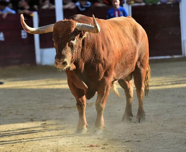 Brauner Stier Läuft Auf Stierkampfarena Spanien — Stockfoto