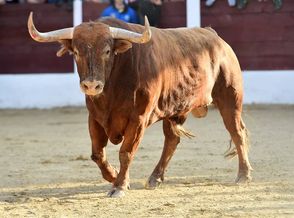 brown bull running on bullring on spain