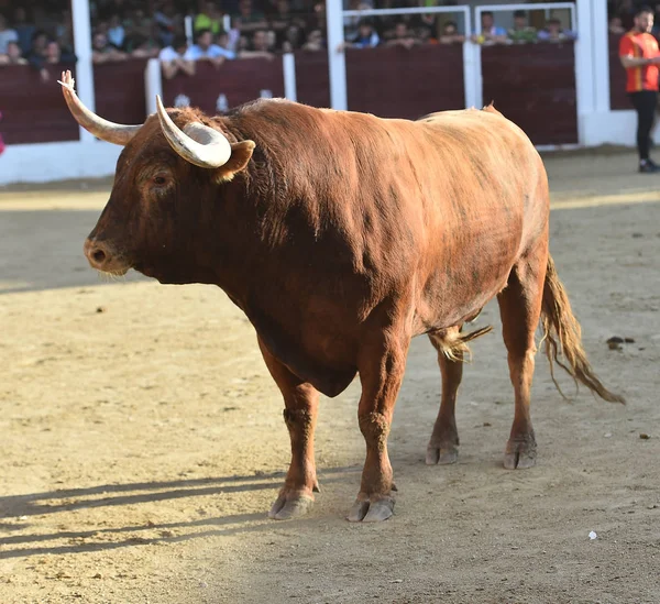 Barna Bika Futó Bikaviadal Spanyolország — Stock Fotó