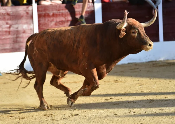 brown bull running on bullring on spain