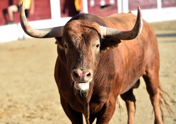 Toro Marrón Corriendo Plaza Toros España —  Fotos de Stock