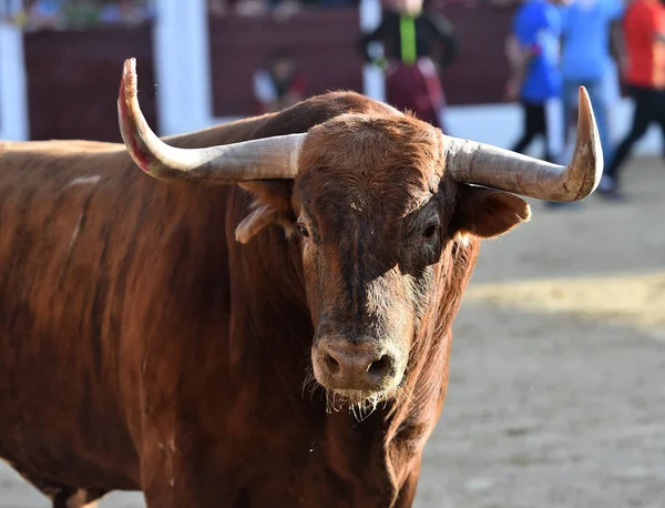 brown bull running on bullring on spain