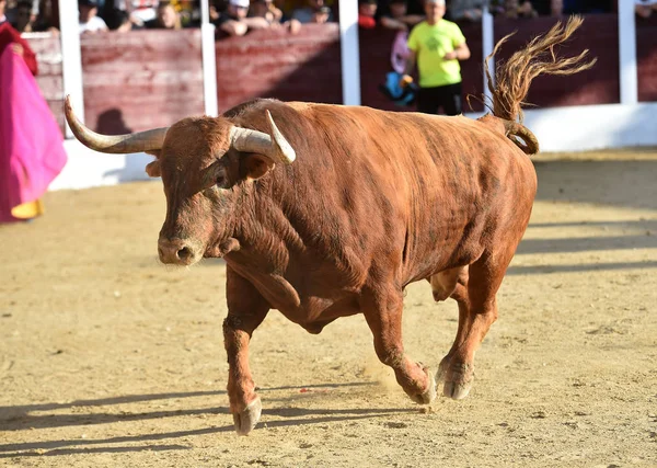 Taureau Brun Courant Sur Arène Sur Espagne — Photo