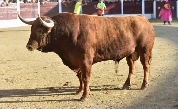 Brown Bull Körs Tjurfäktningsarenan Spanien — Stockfoto