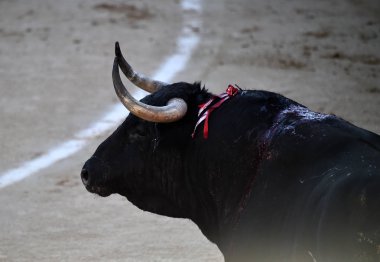 büyük boğa ile İspanya boğa güreşi