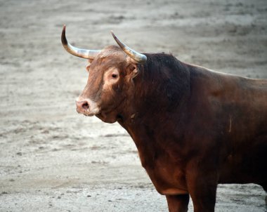 büyük boğa ile İspanya boğa güreşi