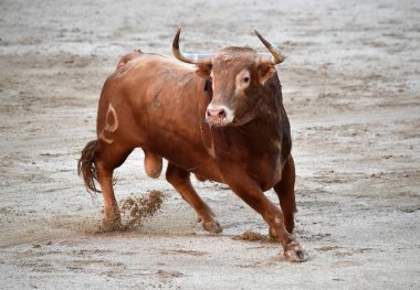 büyük boğa ile İspanya boğa güreşi