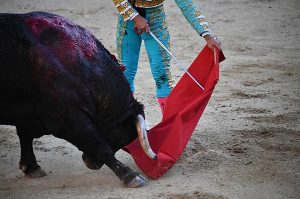 Stierkampf Spanien Mit Großem Stier — Stockfoto