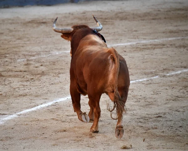 Tjurfäktning Spanien Med Stor Tjur — Stockfoto