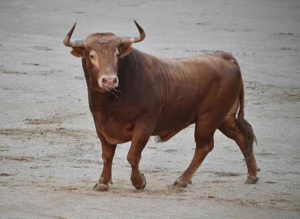 Toreo España Con Gran Toro — Foto de Stock