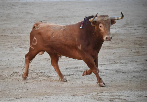 Stierenvechten Spanje Met Grote Stier — Stockfoto
