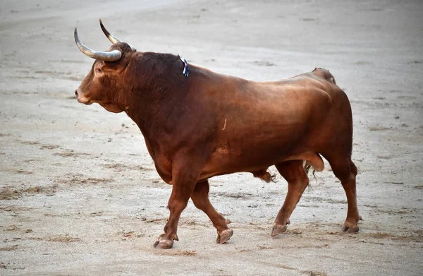 Tjurfäktning Spanien Med Stor Tjur — Stockfoto