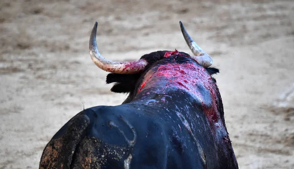 Tjurfäktning Spanien Med Stor Tjur — Stockfoto