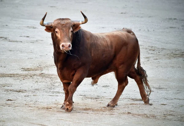 Bullfighting Espanha Com Grande Touro — Fotografia de Stock