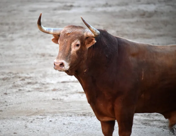 Býčí Zápasy Španělsku Velkými Bull — Stock fotografie