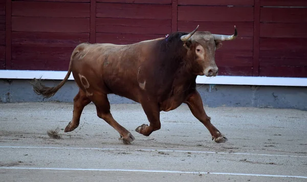 Stierkampf Spanien Mit Großem Stier — Stockfoto