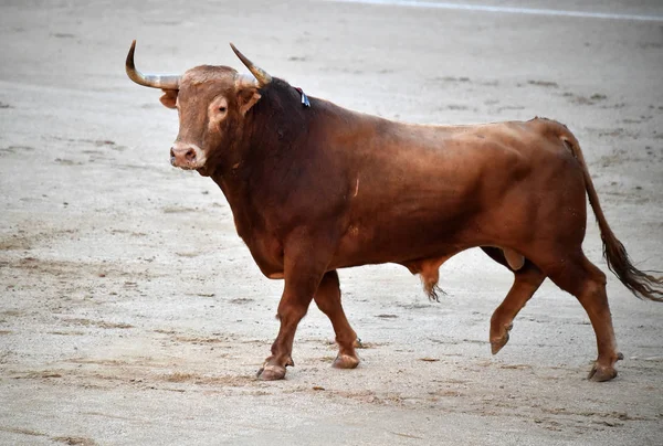 Corrida Spagna Con Grande Toro — Foto Stock