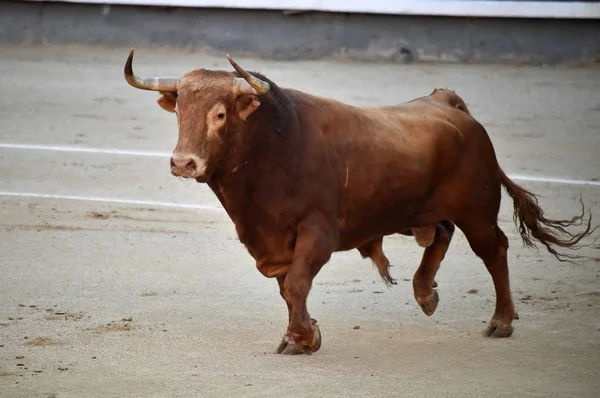 大きな牛とスペインの闘牛 — ストック写真