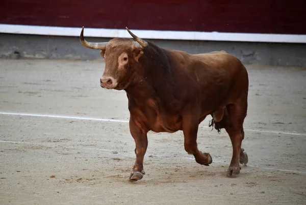 Býčí Zápasy Španělsku Velkými Bull — Stock fotografie