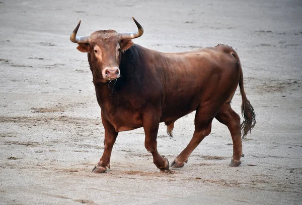 Bullfighting Spain Dengan Banteng Besar — Stok Foto