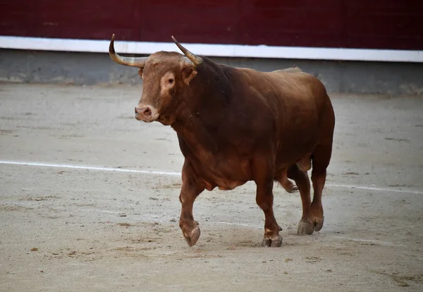 Býčí Zápasy Španělsku Velkými Bull — Stock fotografie