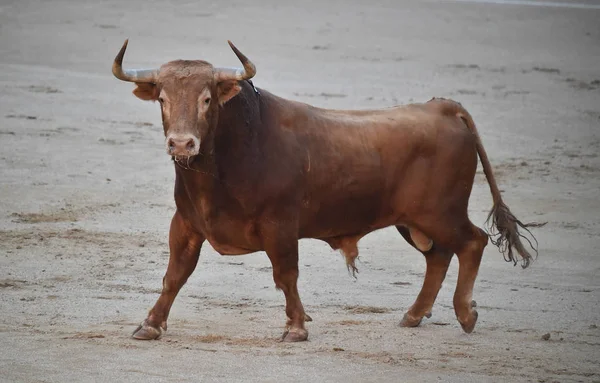 Tauromachie Espagne Avec Gros Taureau — Photo