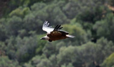 İspanyol gökyüzünde uçan akbaba