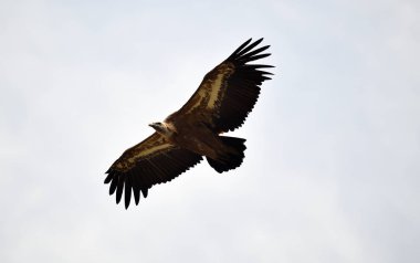 İspanyol gökyüzünde uçan akbaba