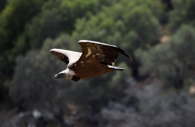 İspanyol gökyüzünde uçan akbaba
