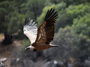 İspanyol gökyüzünde uçan akbaba