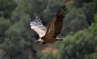 İspanyol gökyüzünde uçan akbaba