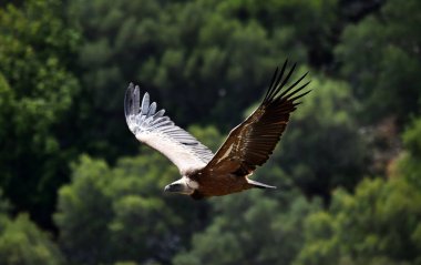 İspanyol gökyüzünde uçan akbaba